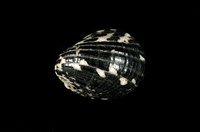 藏品(漁舟蜑螺)的圖片